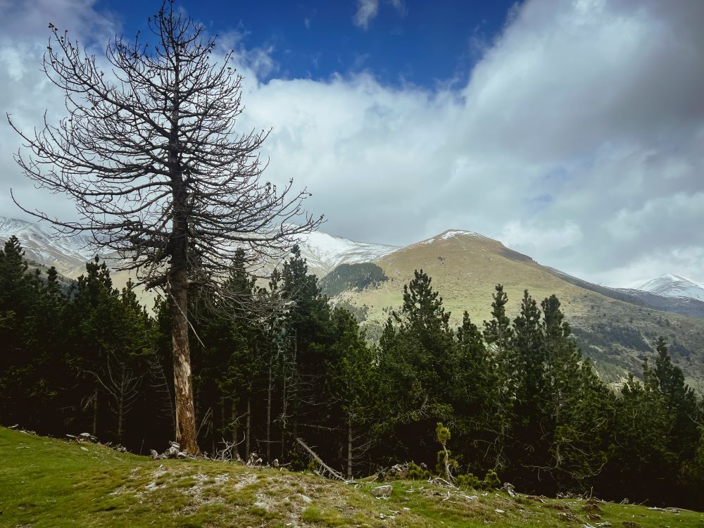 bosque alpino lleida
